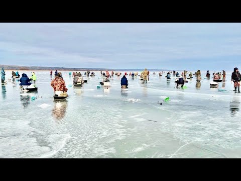 Видео: Больше 1000 рыбаков на льду! Ловля СУДАКА в лютой ТОЛПЕ на реке Дон