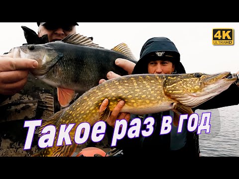 Видео: Щука монстр и рекордный окунь. Рыбалка в ноябре 2022