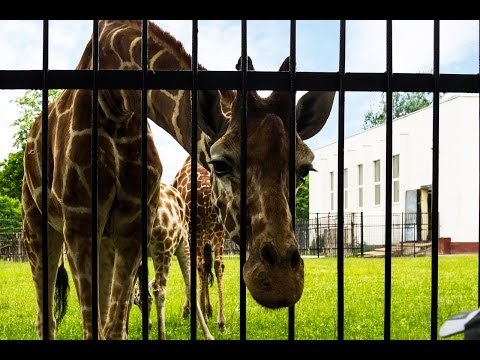 Видео: Зоопарк Калининград (Königsberg). Экскурсия