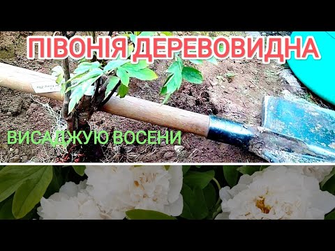 Видео: Деревовидна ПІВОНІЯ висадка восени 5листопада