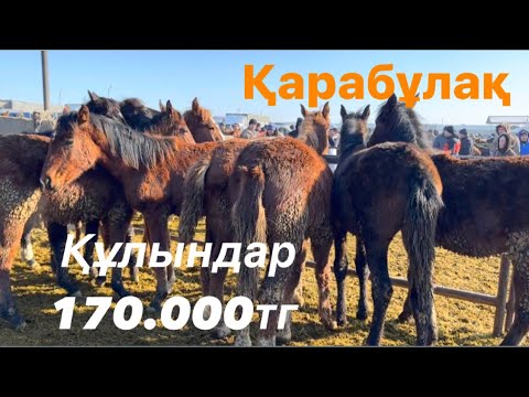 Видео: Жылқы бағасы 1-бөлім Қарабұлақ мал базары