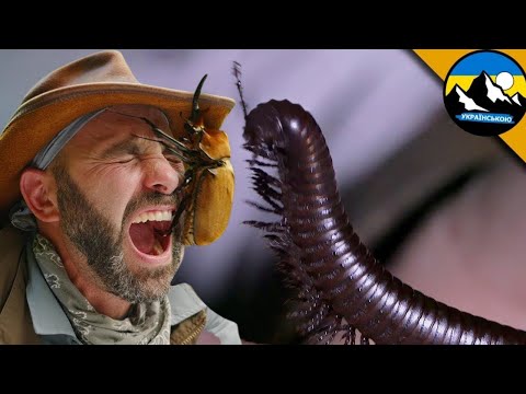 Видео: БАГАТОНІЖКА vs СКОЛОПЕНДРА! Різниця, яку треба знати! Театр комах!