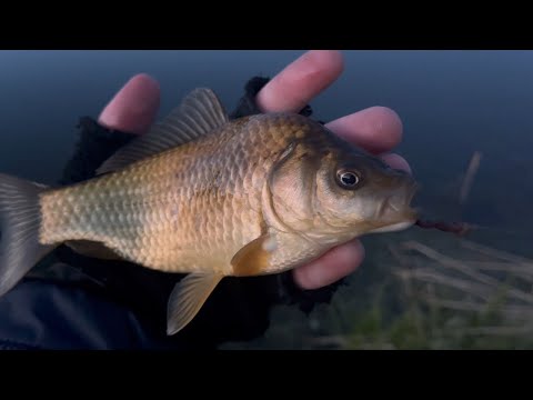 Видео: Ловля КАРАСЕЙ и ЛИНЕЙ на ЛЕСНЫХ ОЗЕРАХ! Рыбалка на поплавочную удочку 2024