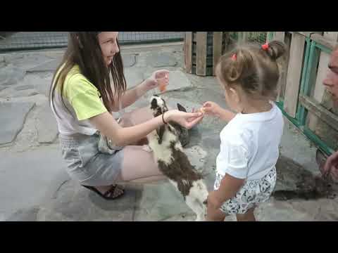 Видео: Геленджик | Контактный зоопарк | Концерт "Инстасамки"
