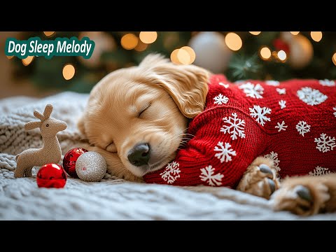 Видео: 12 ЧАСОВ успокаивающей музыки для собак 🐶Помогает собакам заснуть, расслабиться и сохранять спокойс