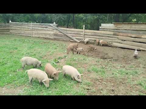 Видео: Продаємо поросят Мангали– органічне м’ясо вдома!