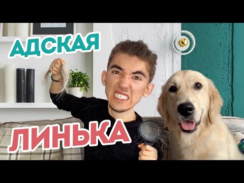 Видео: Как бороться с линькой Голден ретривер/Собака СИЛЬНО ЛИНЯЕТ шерсть + пара советов по уходу