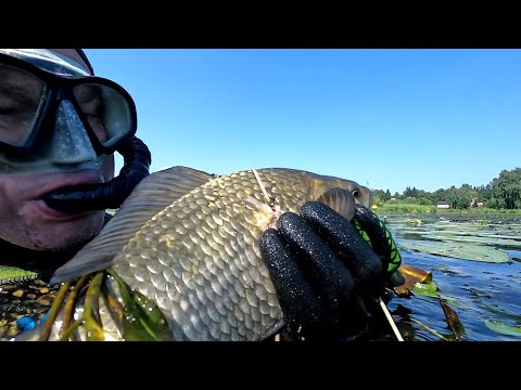 Видео: Карась в мути