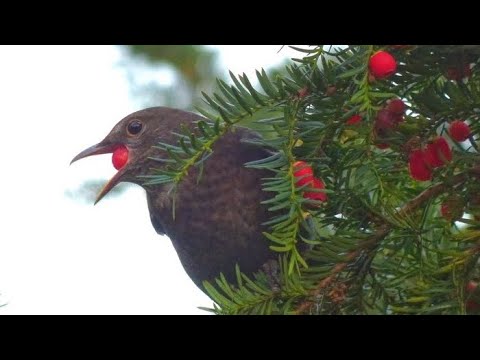 Видео: Тис ягодный(Táxus baccáta)