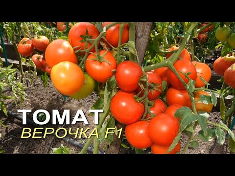 Видео: Томат ВЕРОЧКА F1. Обзор сортов ТОМАТОВ!