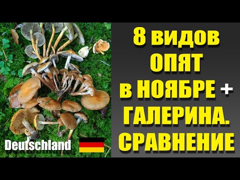 Видео: ВОСЕМЬ ВИДОВ ОПЯТ В НОЯБРЕ! СРАВНЕНИЕ. Грибы Германии