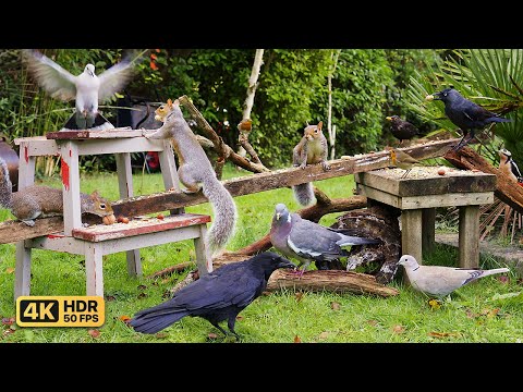 Видео: Кино Для кошек и собак 😸 Птицы и белки едят в саду 🕊️🐿️ птички для кошек