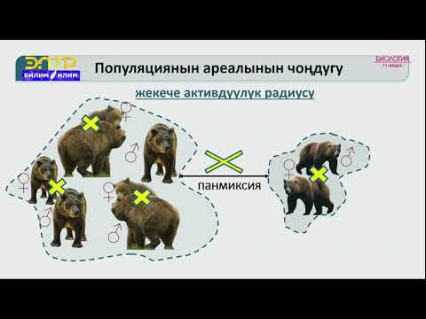 Видео: 11-класс | Биология | Популяция жана анын структурасы, динамикасы