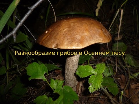 Видео: Разнообразие грибов в Осеннем холодном Лесу.