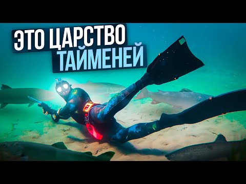 Видео: СТАДО ТАЙМЕНЕЙ СЛОМАЛО МОЗГ! ПОДВОДНАЯ ОХОТА В КРИСТАЛЬНОЙ РЕКЕ!