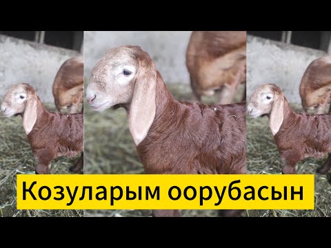 Видео: Козуларды опко оорусунан кантип сактайбыз?