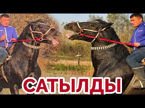 Видео: Мына Ат Бурак Чыкты Пай Пай Паай🔥