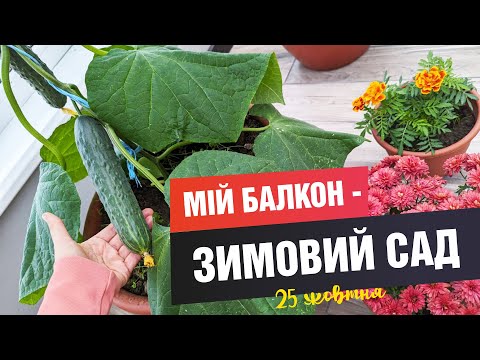 Видео: Зимовий сад чи балкон, на якому ростуть квіти, овочі, салати навіть зимою.