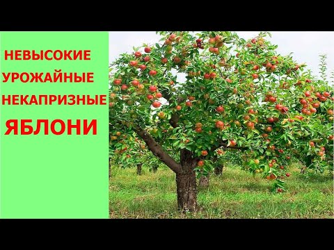 Видео: Малорослый сад яблони на семенном подвое. Как получить компактные неприхотливые деревья.