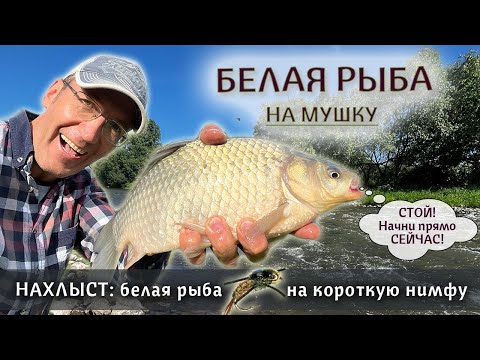 Видео: НАХЛЫСТ для новичков: ловля белой рыбы на короткую нимфу | Ловля на мушку для начинающих