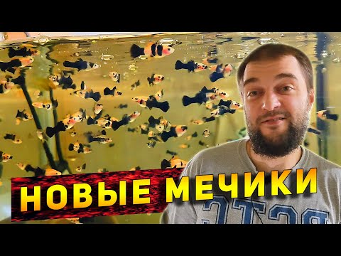 Видео: Новые аквариумные рыбы на разводне у Костика!