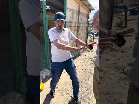 Видео: Агрессия на хозяев.