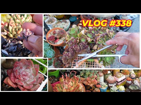 Видео: Ваши суккуленты ВЫРАСТУТ, если вы это сделаете | VLOG #338