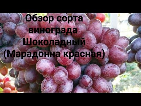 Видео: Обзор сорта винограда Шоколадный (Марадонна красная)