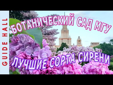 Видео: СИРЕНЬ, ЛУЧШИЕ СОРТА, БОТАНИЧЕСКИЙ САД МГУ - 28 роскошных, неординарных и любимых сортов сирени!