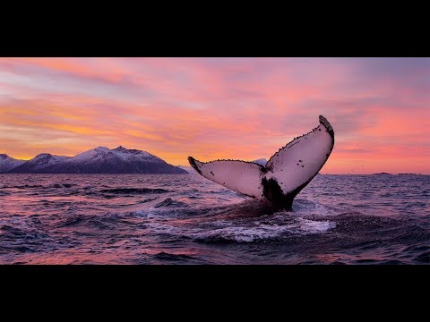 Видео: ПОДВОДНЫЙ МИР НОРВЕГИИ.Wild Fishing Norway.Фильм Андрея Щукина