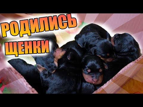 Видео: У Мираны родились щенки. Их много кто ждал! 19.04.2022