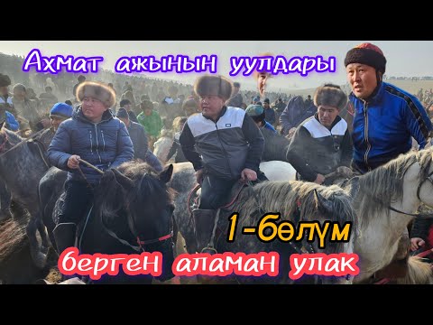 Видео: Ахмат ажынын уулдары берген Чон аламан улак:Ноокен району Бүргөндү айылы 21.12.23.1-бөлүм