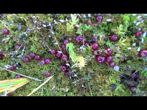 Видео: Лес Грибы Ежовик Жёлтый Болото и Клюква Forest Mushrooms  2020 11 07