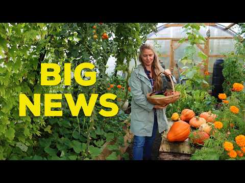 Видео: Сад в октябре 🎃 Сбор тыкв и несколько ВАЖНЫХ НОВОСТЕЙ