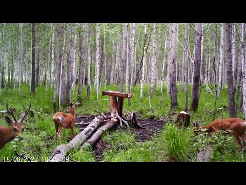 Видео: Косули на солонце. Видео с фотоловушки. Трофейный самец косули 🦌