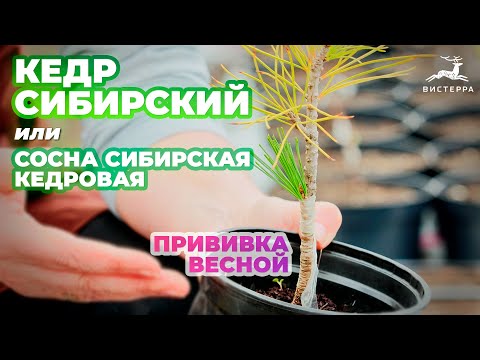 Видео: СОСНА СИБИРСКАЯ КЕДРОВАЯ ПРИВИВКА ВЕСНОЙ | КЕДР СИБИРСКИЙ ПРИВИВКА