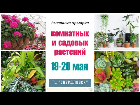 Видео: Выставка комнатных и садовых растений в Екатеринбурге. 19-20 мая 2023 г.