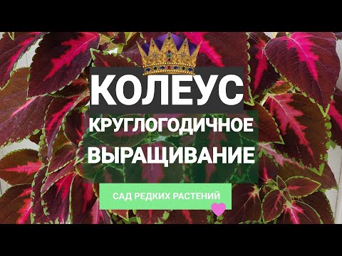 Видео: Колеус от черенка до черенкования. Король умер - да здравствует король!