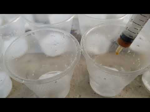 Видео: Геран гулини уй шароитида сувда кучат килиш.#flowers #geran #gullar #plants 