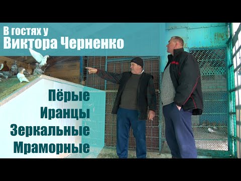 Видео: Перые, иранцы, мраморные, зеркальные и другие голуби Виктора Черненко