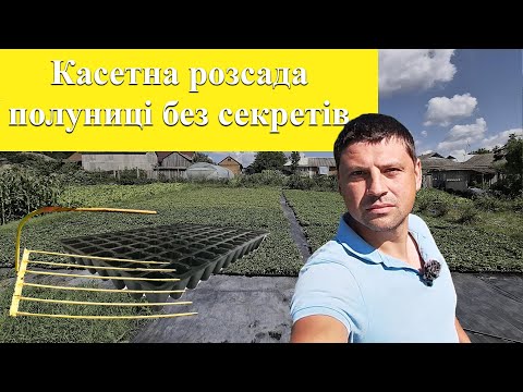 Видео: Касетна розсада полуниці 2025