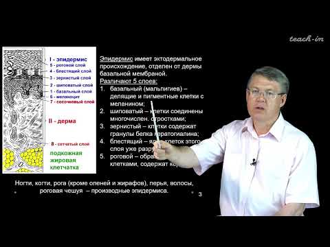 Видео: Дубынин В. А. - 100 часов школьной биологии - 1.12. Кожа, терморегуляция