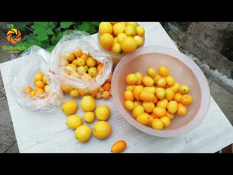 Видео: Урожай кумкватов Маргарита, Мейва, Фукуши и каламондина