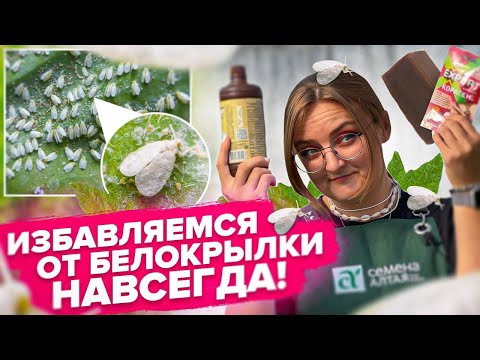 Видео: ВСЕ СРЕДСТВА ОТ БЕЛОКРЫЛКИ! Поможет точно!