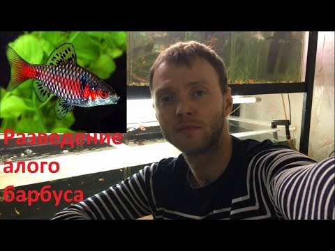 Видео: Разведение алого барбуса