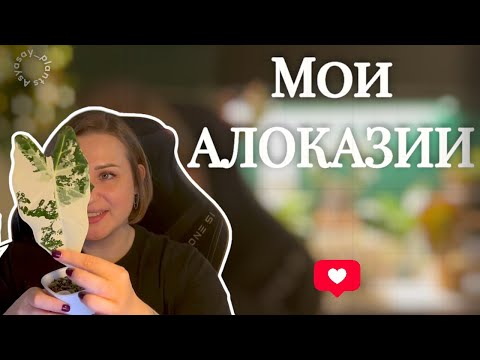 Видео: Мои АЛОКАЗИИ | Обзор микро коллекции