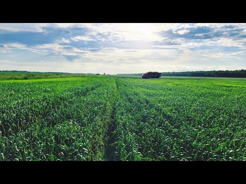Видео: Случайный эксперимент с КАС-32 на озимой пшенице! Результат приятно удивил!