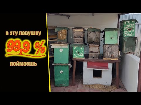 Видео: Лучшая ловушка для пчел. Все о моем роеловстве.