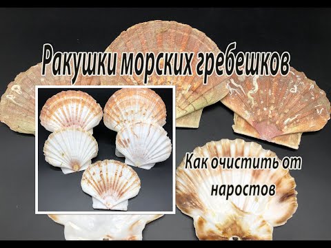 Видео: Ракушки морских гребешков. Как очистить от наростов.