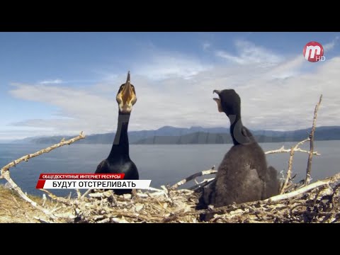 Видео: В Бурятии решили начать контролировать численность бакланов
